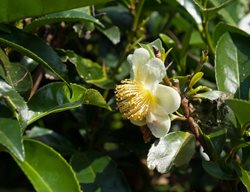 Mountain Stewartia, Stewartia Ovata
Shutterstock.com
New York, NY