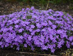 Mountainside Crater Lake Phlox, Phlox Hybrid, Purple Phlox
Proven Winners
Sycamore, IL