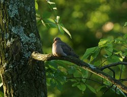 Mourning Dove, Sourwood Tree
Rick Darke LLC
Landenberg, PA