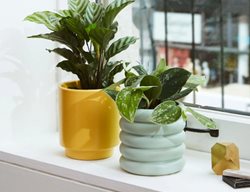 Move Houseplants Around
Garden Design
Calimesa, CA