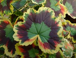 Mrs. Pollack Geranium, Variegated Foliage, Pelargonium
Shutterstock.com
New York, NY