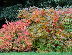 Mt. Airy Fothergilla, Fothergilla X Intermedia
Shutterstock.com
New York, NY