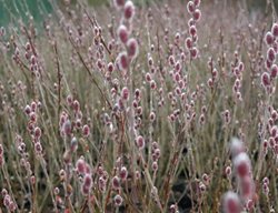 Mt. Asama Pussywillow, Salix Gracilistyla
Spring Meadow Nursery
Grand Haven, MI