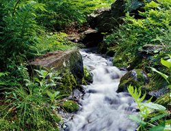 Mt Cuba Center Stream
Garden Design
Calimesa, CA