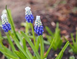 Mt. Hood Grape Hyacinth, Purple And White Muscari
Shutterstock.com
New York, NY