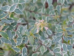 Mucho Gusto Abelia, Abelia X Grandiflora
Proven Winners
Sycamore, IL