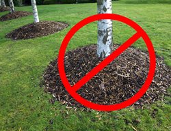 Mulch Volcano
Shutterstock.com
New York, NY