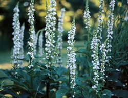 Mullein, Verbascum
Garden Design
Calimesa, CA