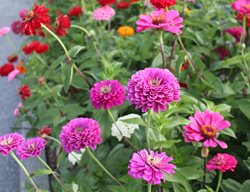 Multi Colored Zinnias, Zinnia Flowers
Johnsen Landscapes & Pools
Mount Kisco, NY