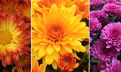 Mums
Garden Design
Calimesa, CA