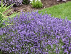 Munstead Lavender, Lavandula Angustifolia 'munstead'
Walters Gardens
