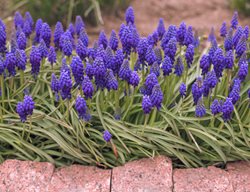 Muscari Armeniacum, Grape Hyacinth Flowers
Shutterstock.com
New York, NY