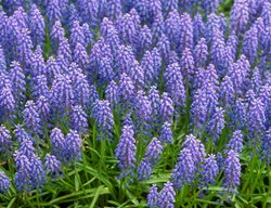 Muscari Armeniacum, Muscari Flower
Garden Design
Calimesa, CA