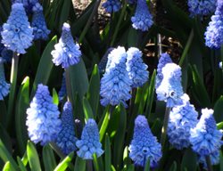 Muscari Azureum, Grape Hyacinth
Shutterstock.com
New York, NY