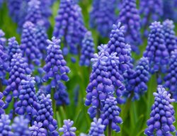 Muscari Boytroides, Purple Flower, Grape
Pixabay
