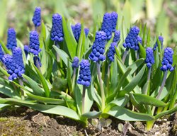 Muscari Latifolium, Muscari 
Shutterstock.com
New York, NY