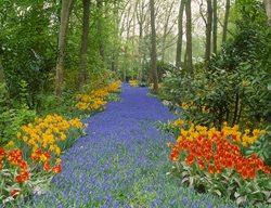 Muscari River At Keukenhof, Muscari Flowers
Garden Design
Calimesa, CA