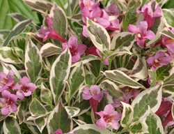 My Monet, Variegated Weigela
Proven Winners
Sycamore, IL