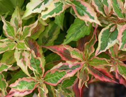 My Monet Weigela, Weigela Florida, Variegated Leaves
Proven Winners
Sycamore, IL