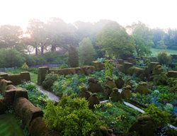 Myosotis Sylvatica
Garden Design
Calimesa, CA