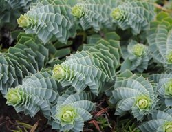 Myrtle Spurge, Euphorbia Myrsinites
Garden Design
Calimesa, CA
