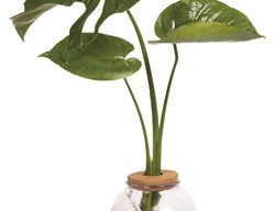 Mysteria Deliciosa Monstera Plant, Monstera Deliciosa
Proven Winners
Sycamore, IL