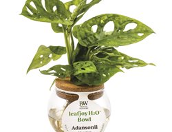 Mysteria Monstera Adansonii, Monstera Adansonii
Proven Winners
Sycamore, IL