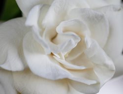 Mystery Gardenia, Gardenia Flower
Alamy Stock Photo
Brooklyn, NY