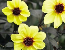 Mystic Illusion Dahlia, Yellow Flower
Proven Winners
Sycamore, IL