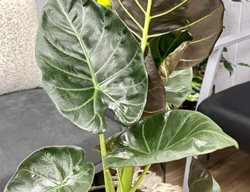 Mystic Regal Shields Alocasia, Alocasia Hybrid, Elephant Ear Plant
Proven Winners
Sycamore, IL