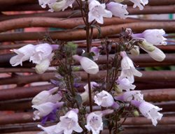 Mystica Plant, Pale Purple Flower
Alamy Stock Photo
Brooklyn, NY