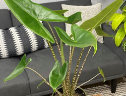 Mythic Alocasia Zebrina, Alocasia Zebrina
Proven Winners
Sycamore, IL