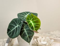 Mythic Black Velvet Alocasia, Alocasia Reginula
Proven Winners
Sycamore, IL