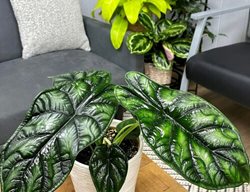 Mythic Dragon Scale Alocasia, Alocasia Baginda, Jewel Alocasia
Proven Winners
Sycamore, IL