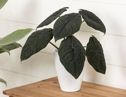 Mythic Dragonite Alocasia, Alocasia Houseplant
Proven Winners
Sycamore, IL