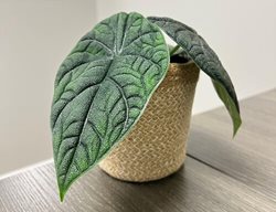 Mythic Melo Alocasia, Alocasia Melo 
Proven Winners
Sycamore, IL