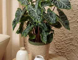 Mythic Nairobi Night Alocasia, Alocasia Baginda
Proven Winners
Sycamore, IL