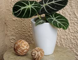 Mythic Ninja Alocasia, Alocasia Reginula, Jewel Alocasia
Proven Winners
Sycamore, IL