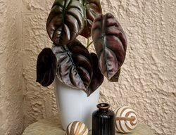 Mythic Red Secret Alocasia, Alocasia Cuprea
Proven Winners
Sycamore, IL