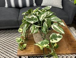N'joy Pothos, Epipremnum Aureum, Variegated Pothos Plant
Proven Winners
Sycamore, IL