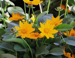 Nana Coreopsis, Coreopsis Auriculata 'nana'
Flickr
