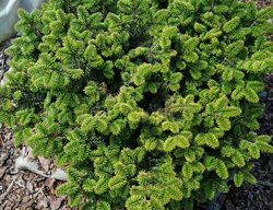 Nana Dwarf Balsam Fir, Abies Balsamea
Shutterstock.com
New York, NY