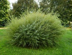 'nana' Purple Willow, Salix Purpurea
Shutterstock.com
New York, NY