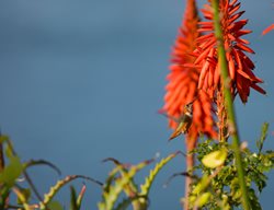 Nancy's Red Kniphofia, Red Hot Poker Plant
Shutterstock.com
New York, NY