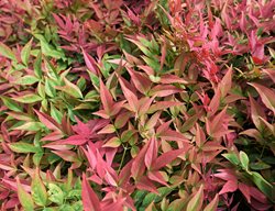 Nandina Domestica Shrub, Heavenly Bamboo
Shutterstock.com
New York, NY