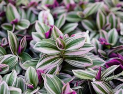 Nanouk Tradescantia, Tradescantia Alllbiflora
Shutterstock.com
New York, NY