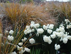 Narcissus And Carex
Garden Design
Calimesa, CA