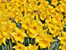 Narcissus, Daffodil, Yellow
Pixabay
