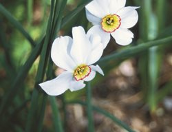Narcissus Poeticus, Deer Proof
Garden Design
Calimesa, CA