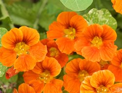 Nasturtium Flowers, Edible Orange Flowers
Garden Design
Calimesa, CA
